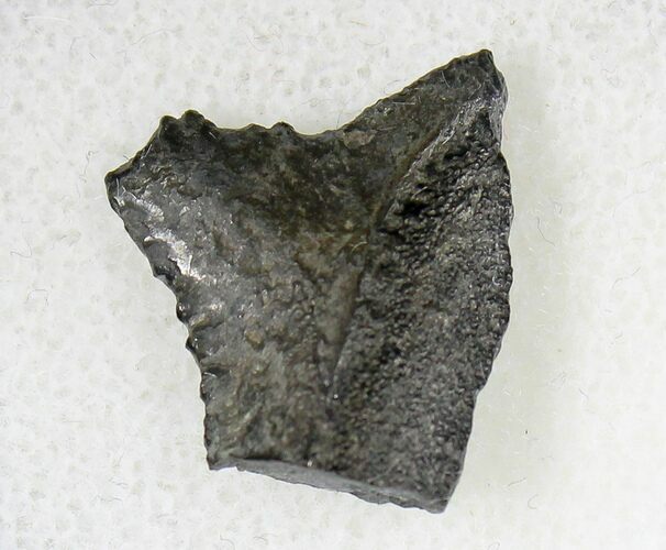 Bizarre Edestus Shark Tooth - Illinois #18686